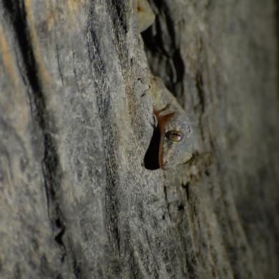 Ghekko in a tree