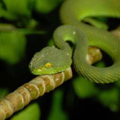 Cat-eye pit viper - Bangkok 2025