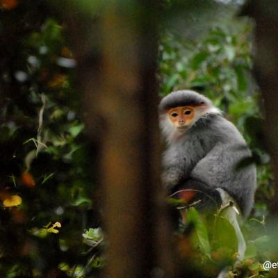 Red-shanked douc langur - Vietnam 2025