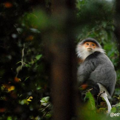 Red-shanked douc langur - Vietnam 2025