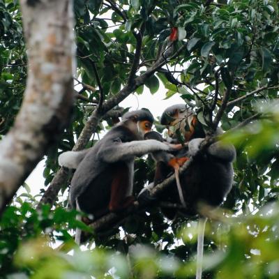 Red-shanked douc langur - Vietnam 2025
