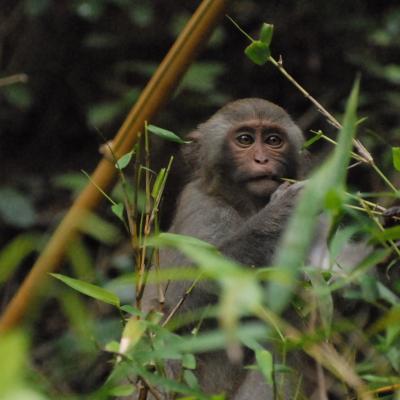 Macaque - Vietnam 2025