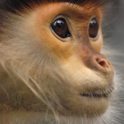 Red-shanked douc langur - Vietnam 2025