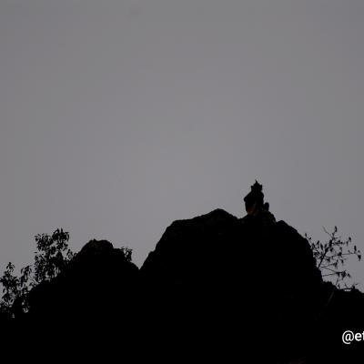 Delacour's langur - Vietnam 2025