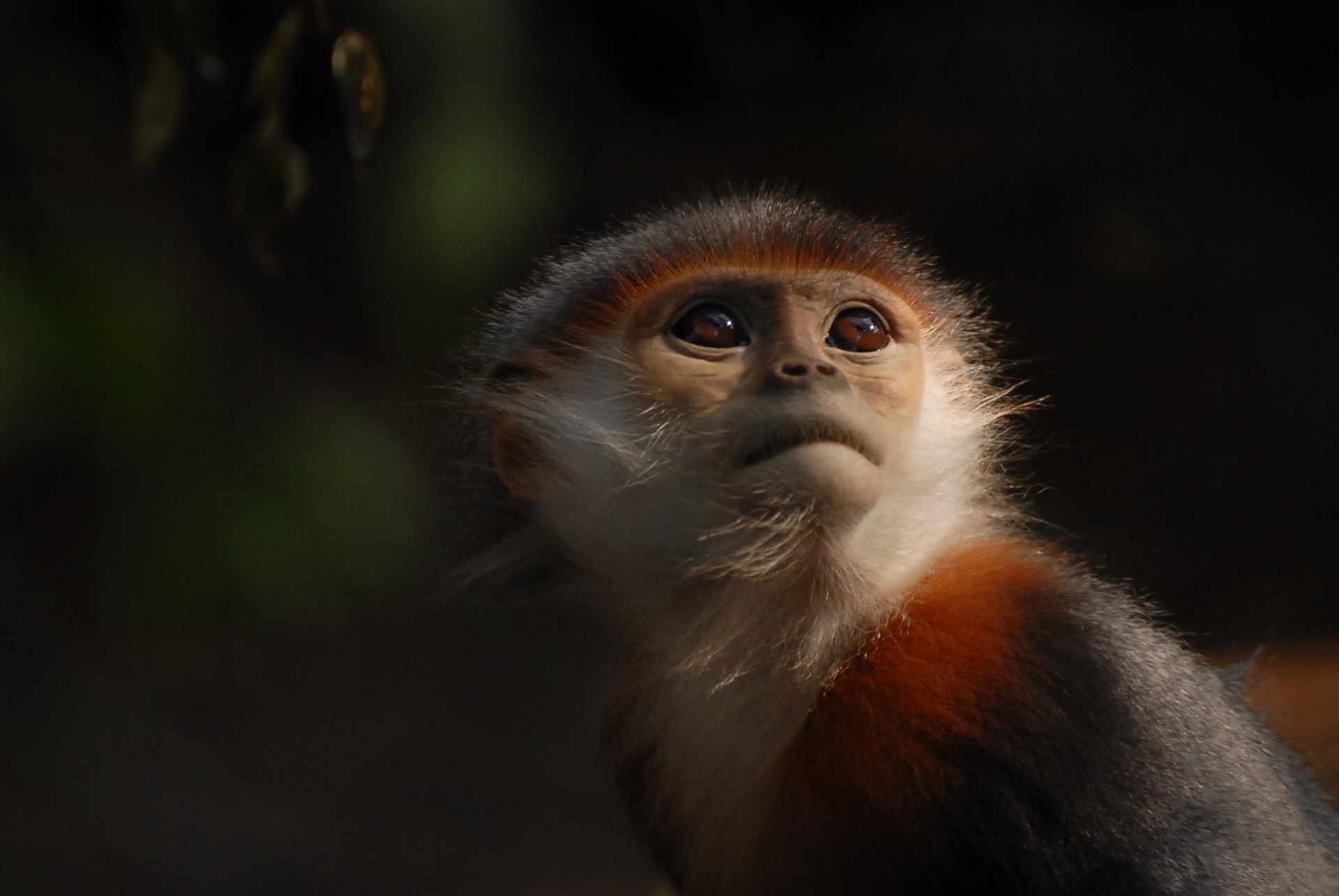 Red-shanked douc langur - Vietnam 2025