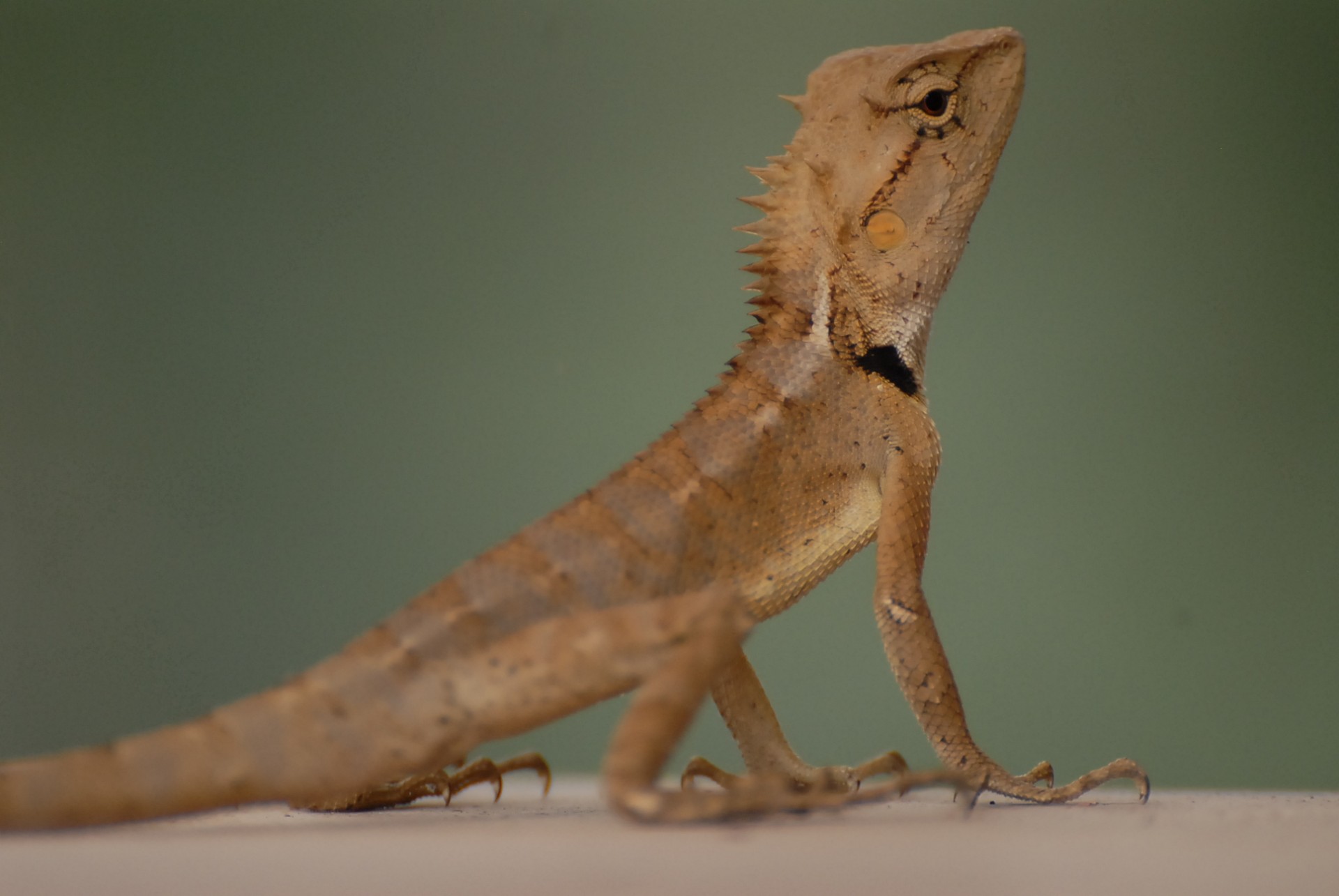 Agama lezard - Vietnam 2025