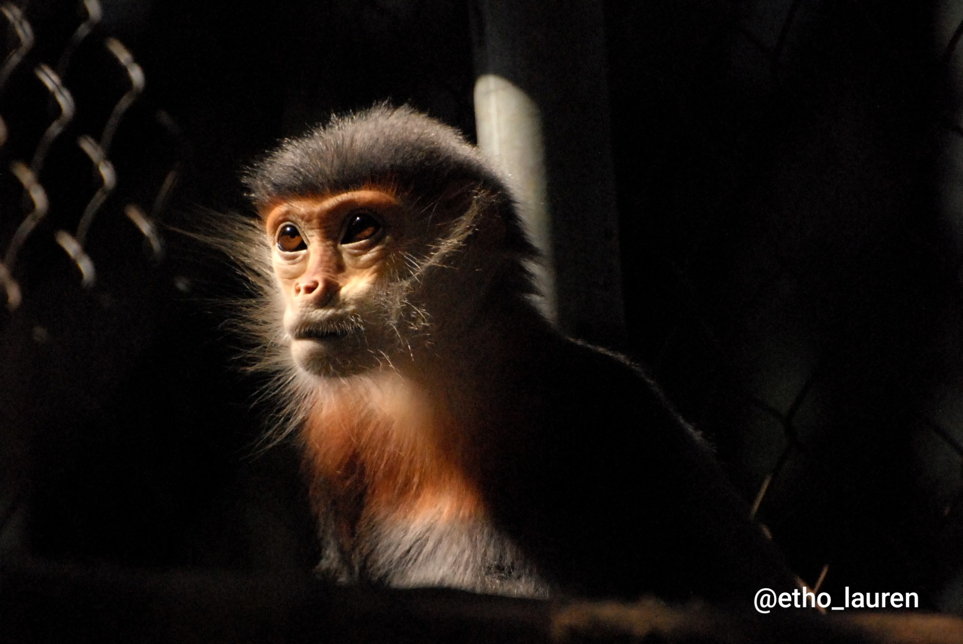Grey-shanked douc langur - Vietnam 2025