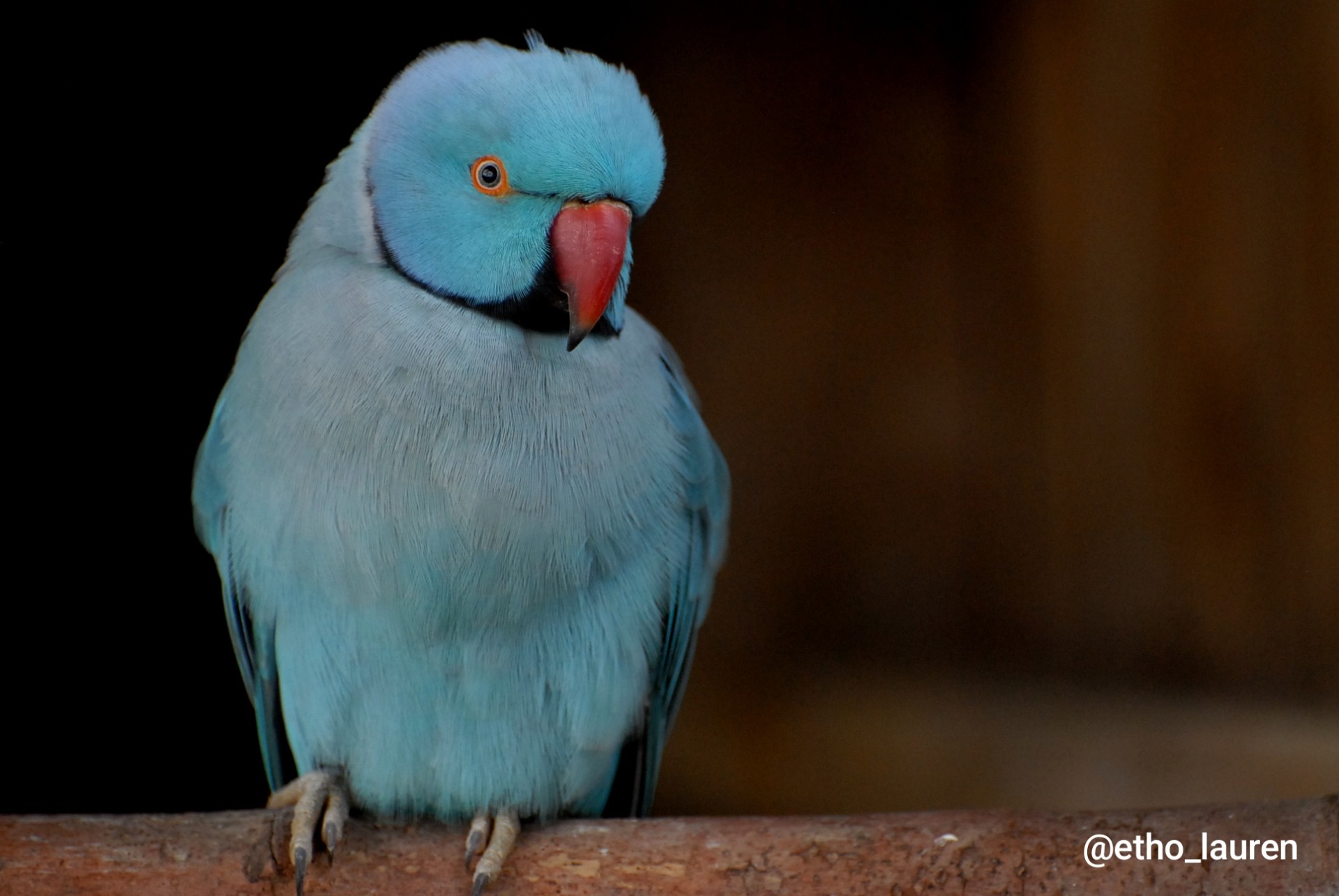 Parakeet - France 2025