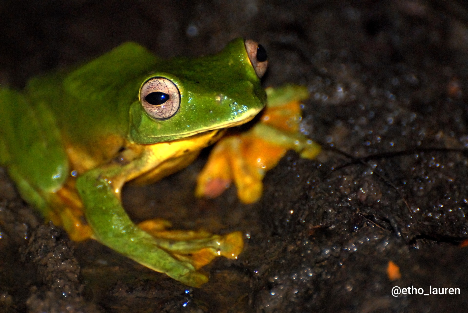 Frog - Vietnam 2025
