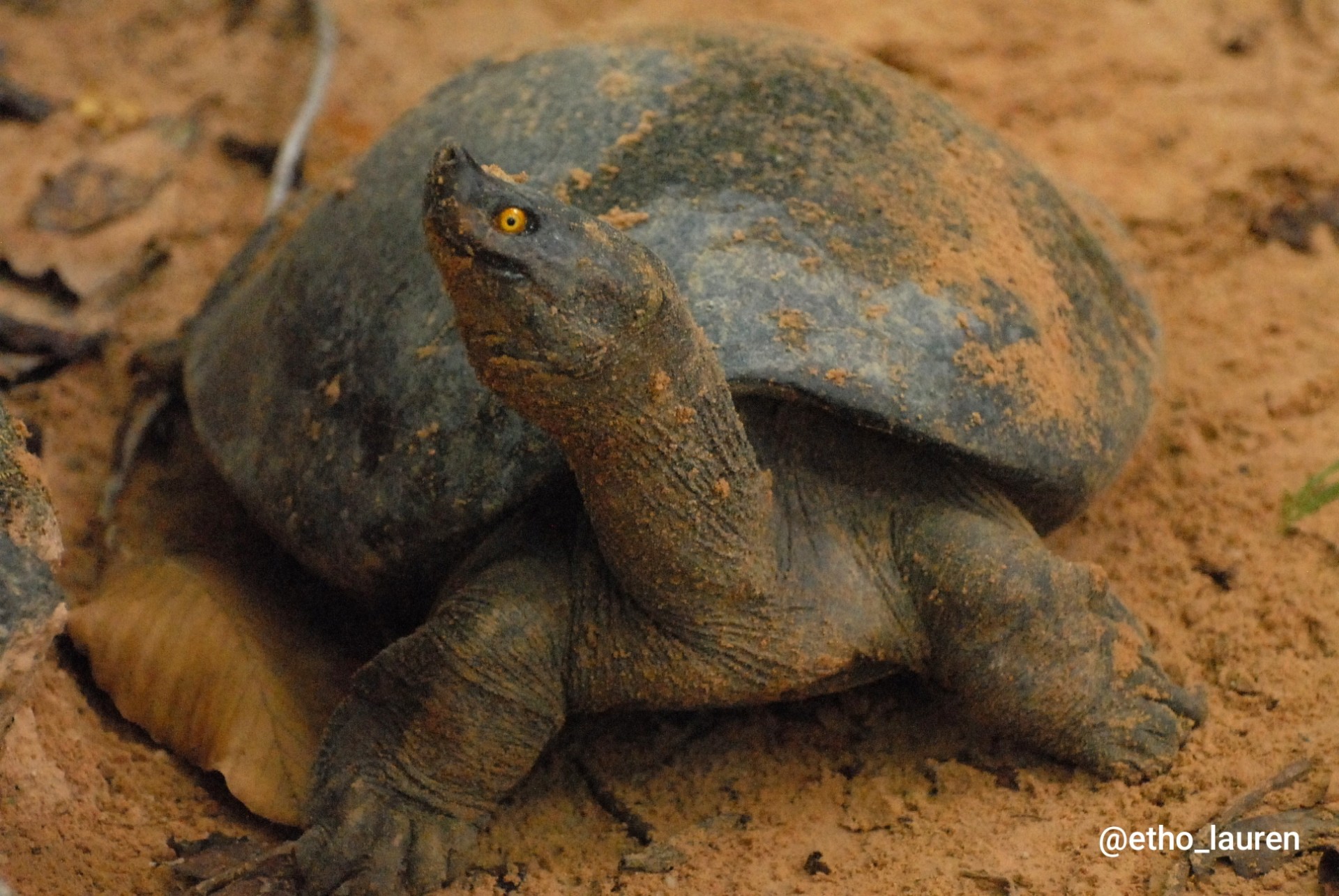 Southern River Terrapin - Cambodia 2024