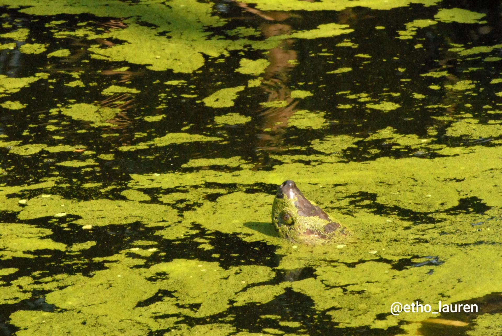 Southern River Terrapin - Cambodia 2024