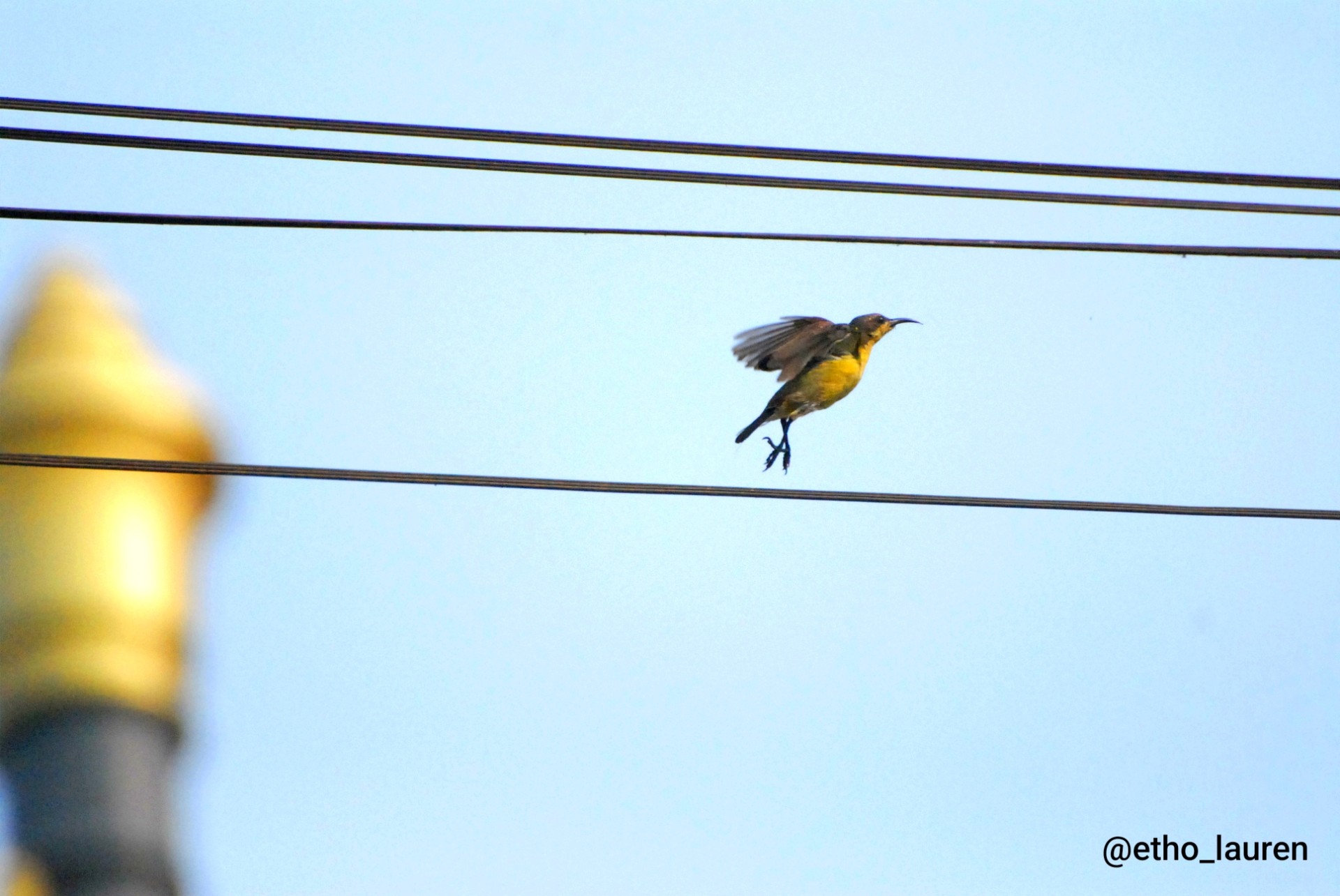 Humming bird in Siem Reap - Cambodia 2025