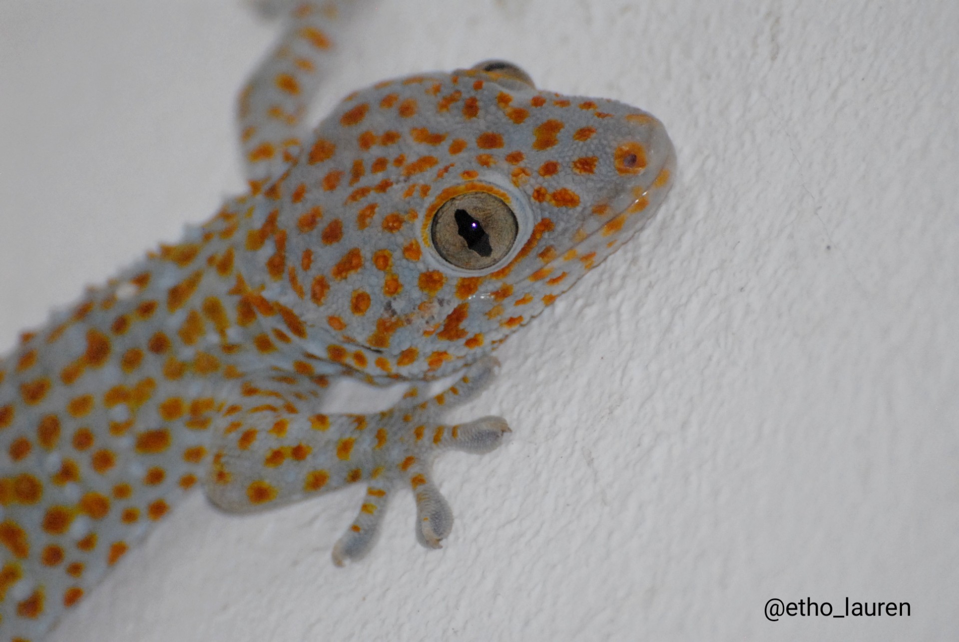 Tokay gecko - Cambodia 2024