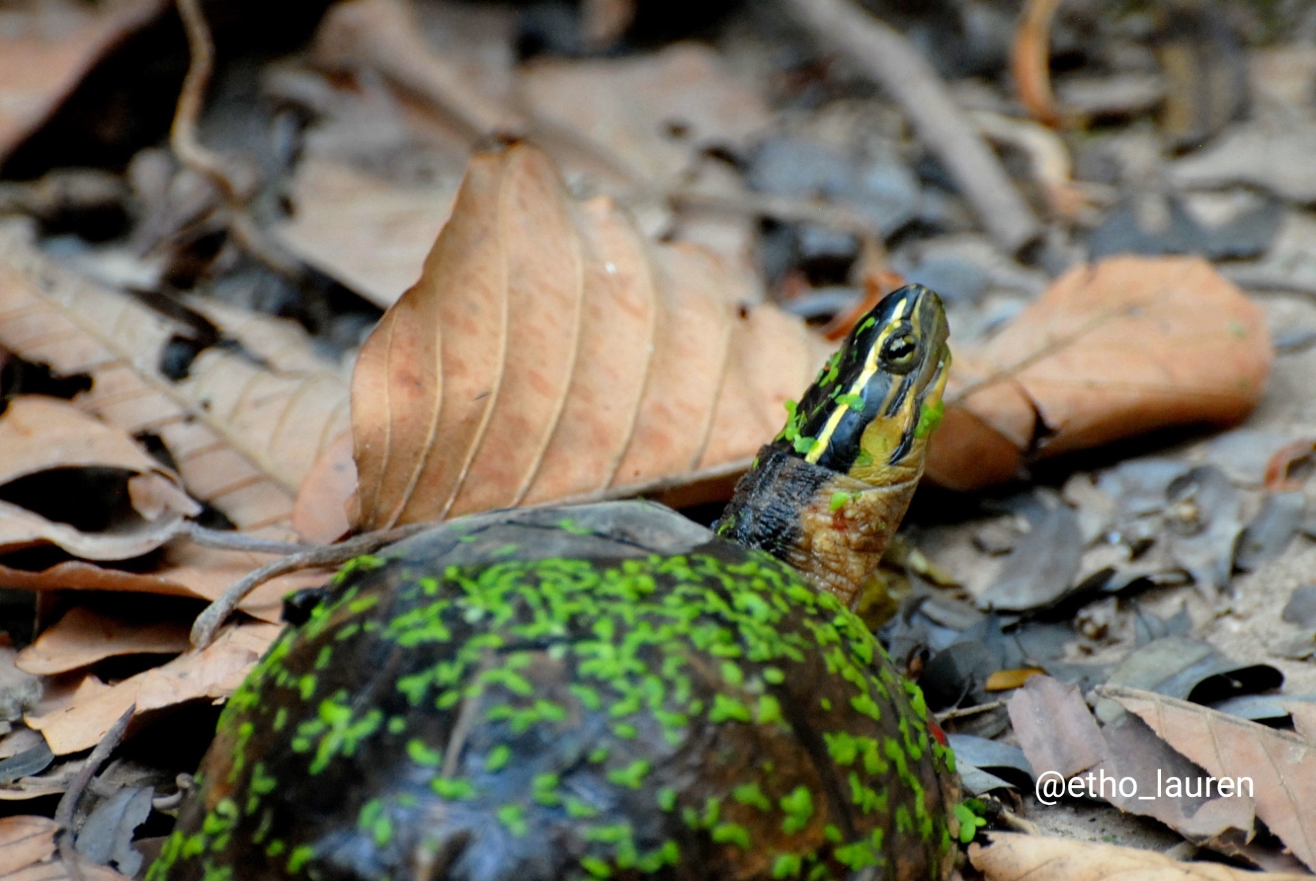 yellow-headed temple turtle - Cambodia 2024