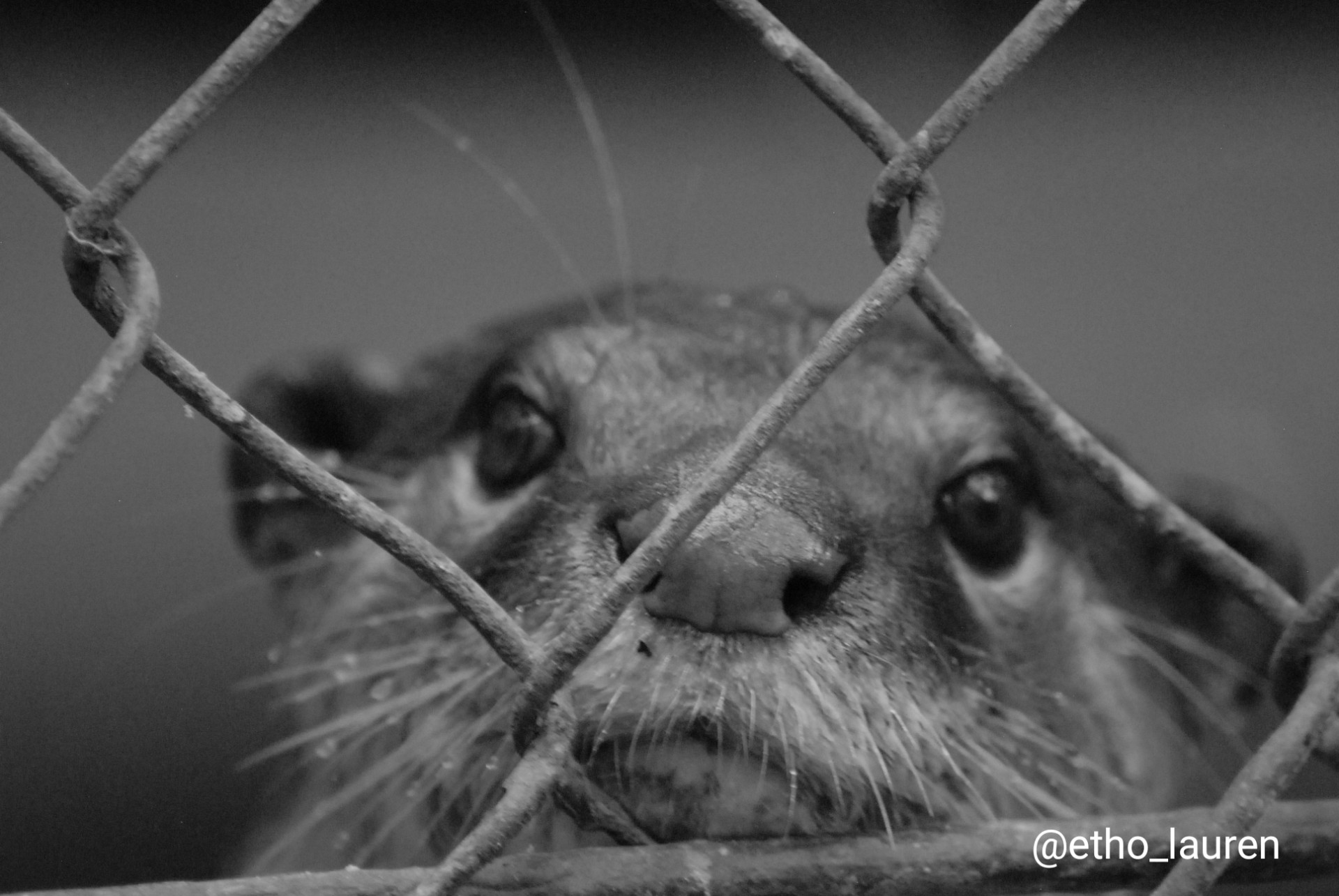 Otter - Cambodia 2024