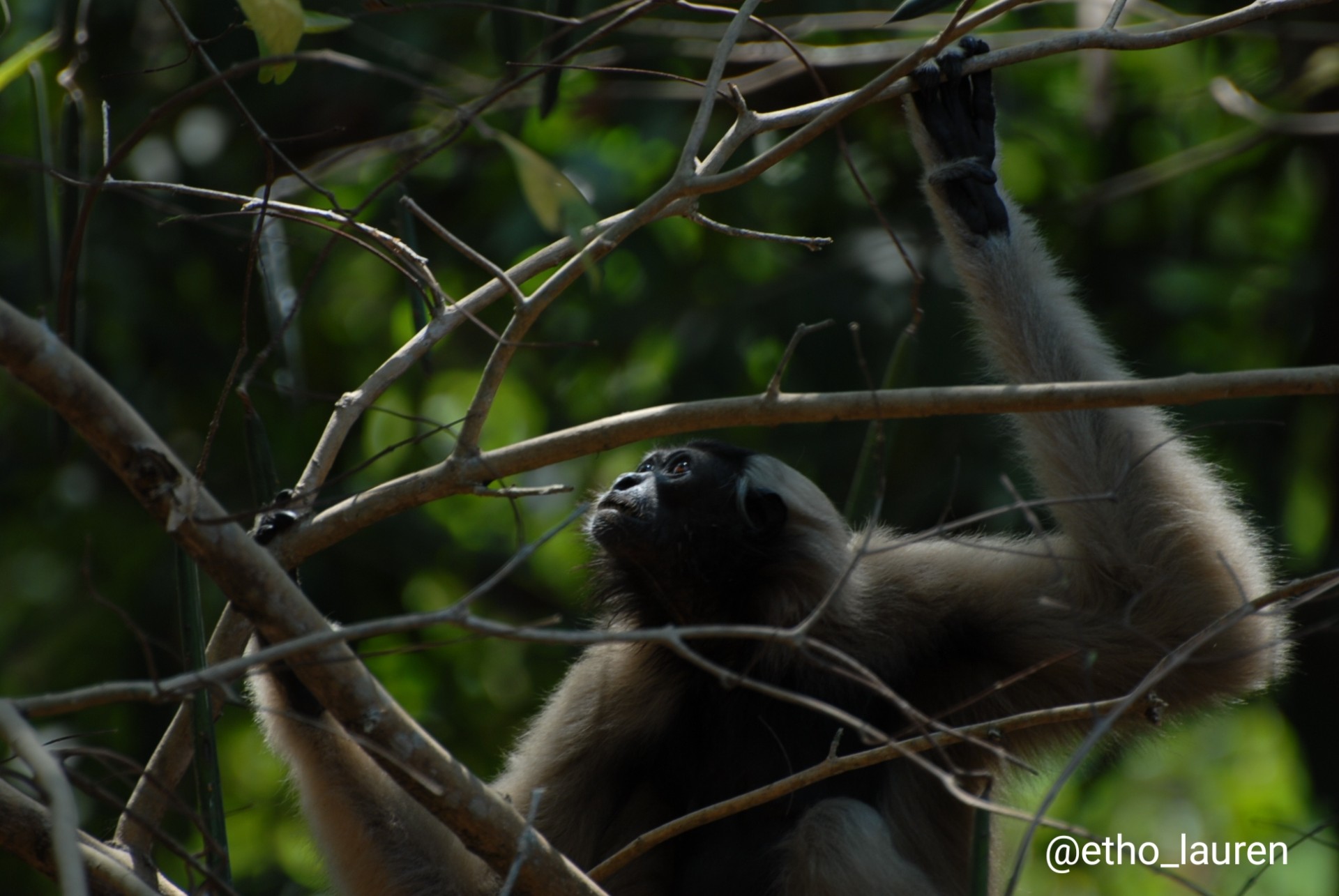 Female pilleated Gibbon - Cambodia 2024